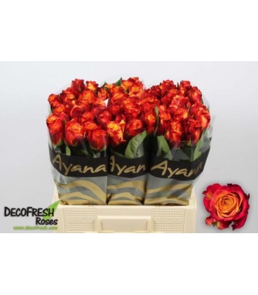 Rose Atomic en 60 cm