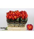 Rose Atomic en 60 cm