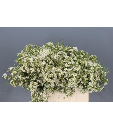 Wax Majest white 80 cm