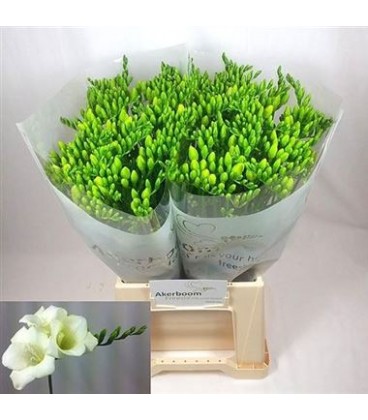 Freesia Wonderful White