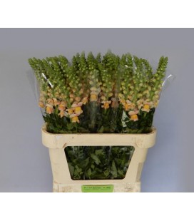 Muflier costa Apricot 80 cm