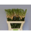 Muflier costa Apricot 80 cm