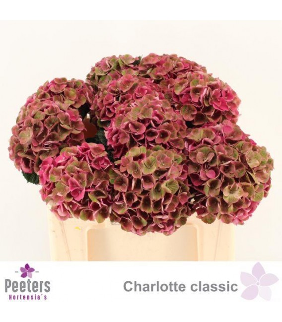 Hortensia Mag Charlo cl 50 cm