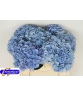 Hortensia Challenge Bl 60 cm