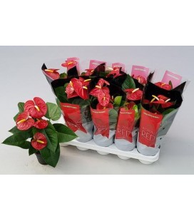 Anthurium Royal Champ Ø 12