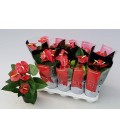 Anthurium Royal Champ Ø 12