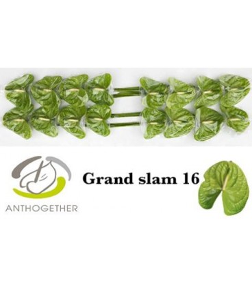 Anthurium Grand slam x 16