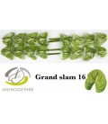 Anthurium Grand slam x 16