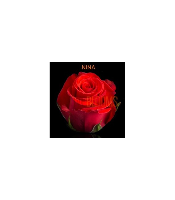 Rose Equateur Nina 50 cm x 12