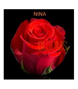 Rose Equateur Nina 50 cm x 25