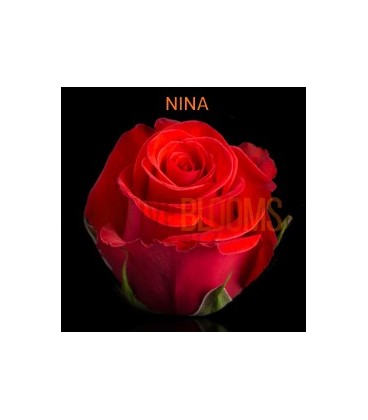 Rose Equateur Nina 50 cm x 12