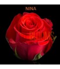 Rose Equateur Nina 50 cm x 25