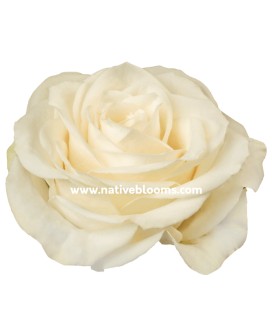 Rose Equat Vendela 50 cm x12