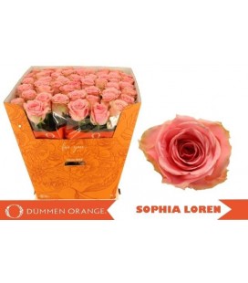 Rose Sophia Loren 80 cm