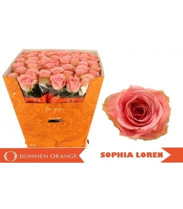 Rose Sopha Loren 80 cm