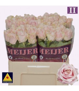 Rose Sweet avalanche 50 cm