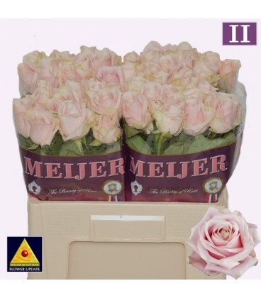 Rose Sweet avalanche 55 cm