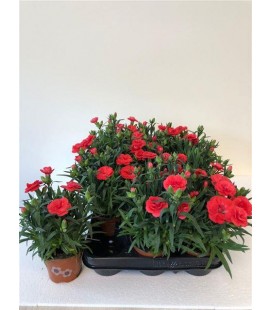 Oeillet oscar Cherry Ø 12