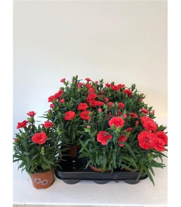 Oeillet mini Cherry Ø 09