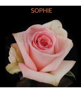 Rose (Equat) Sophie 50 cm x 25