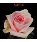 Rose (Equat) Sophie 50 cm x 12