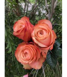 Rose equat Kahala 50 cm x25