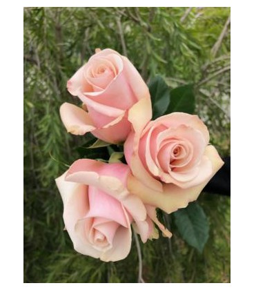 Rose eq Mother of pearl 50 cm x25