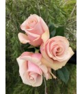 Rose eq Mother of pearl 50 cm x25
