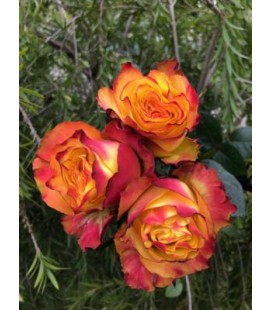 Rose equat Newsflash 50 cm x25