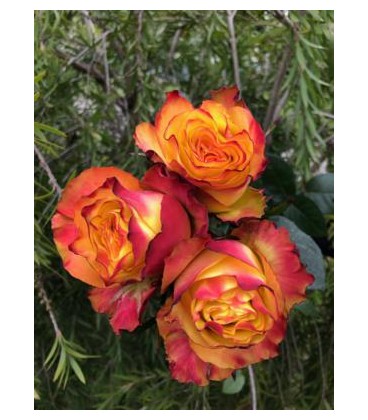 Rose equat Newsflash 60 cm x25