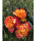 Rose equat Newsflash 50 cm x25