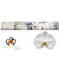 Phalaenopsis Sensation white x25