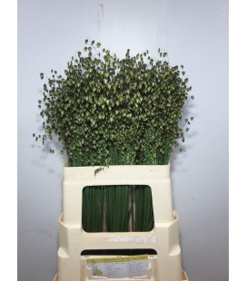 Briza media 60 cm