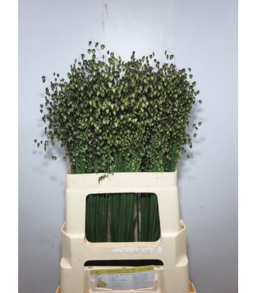 Briza media 60 cm