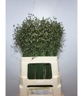 Briza media 65 cm