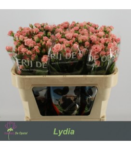 Rose Branchue Lydia 70 cm