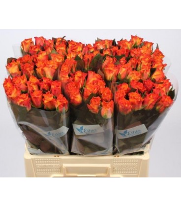 Rose Maryo 60 cm