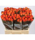 Rose Maryo 60 cm