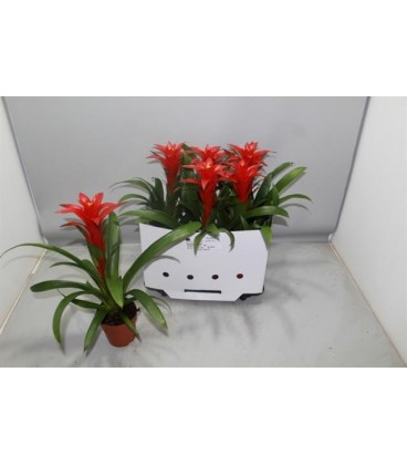 Guzmania Calypso Ø 12