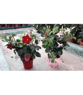 Dipladenia espalier 40 cm Ø 14   ES