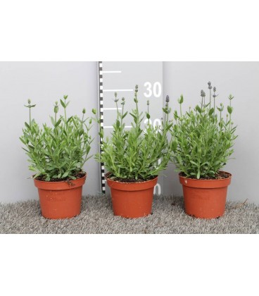 Lavande ang Hidcote pot de 13