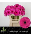 Gerbera Madeira x25
