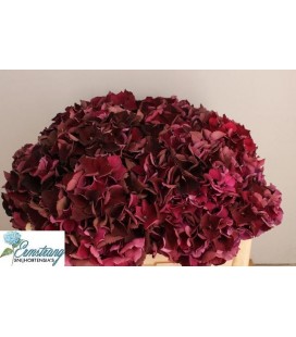 Hortensia Mag Ruby red cl 80 cm