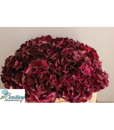 Hortensia Mag Ruby red cl 50 cm