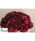 Hortensia Mag Ruby red cl 50 cm