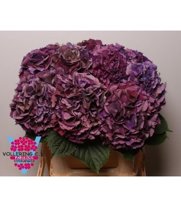 Hortensia Royal king 40 cm