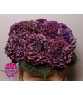 Hortensia Royal king 40 cm