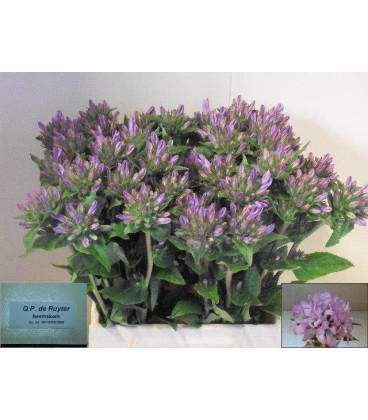 Campanule glomerata Caroline