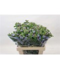 Oxypetalum Pure blu 65 cm