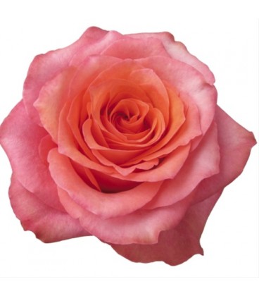 Rose equat Hard rock 50 cm x25